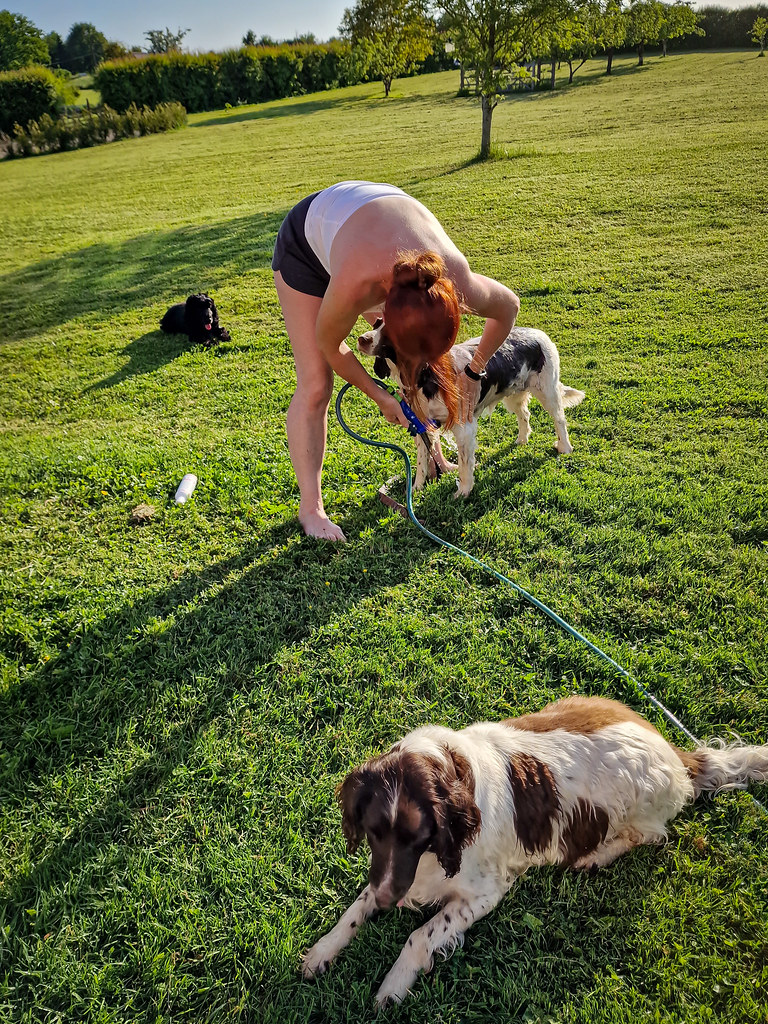 Dog washing time ) D & CH (see profile) Flickr
