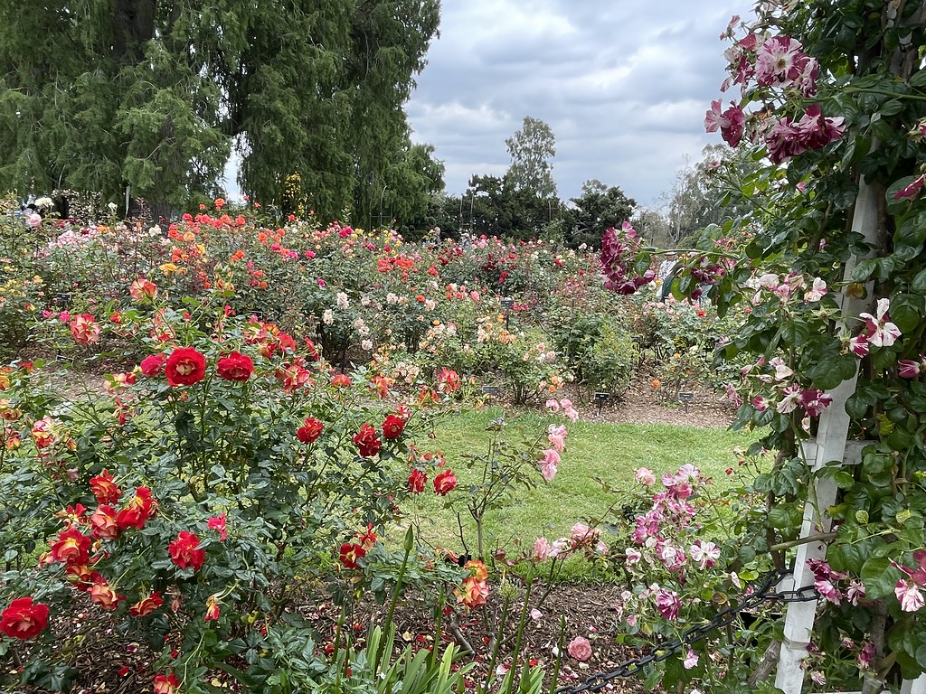 Huntington Garden The Garden was in brilliant form today, … Flickr