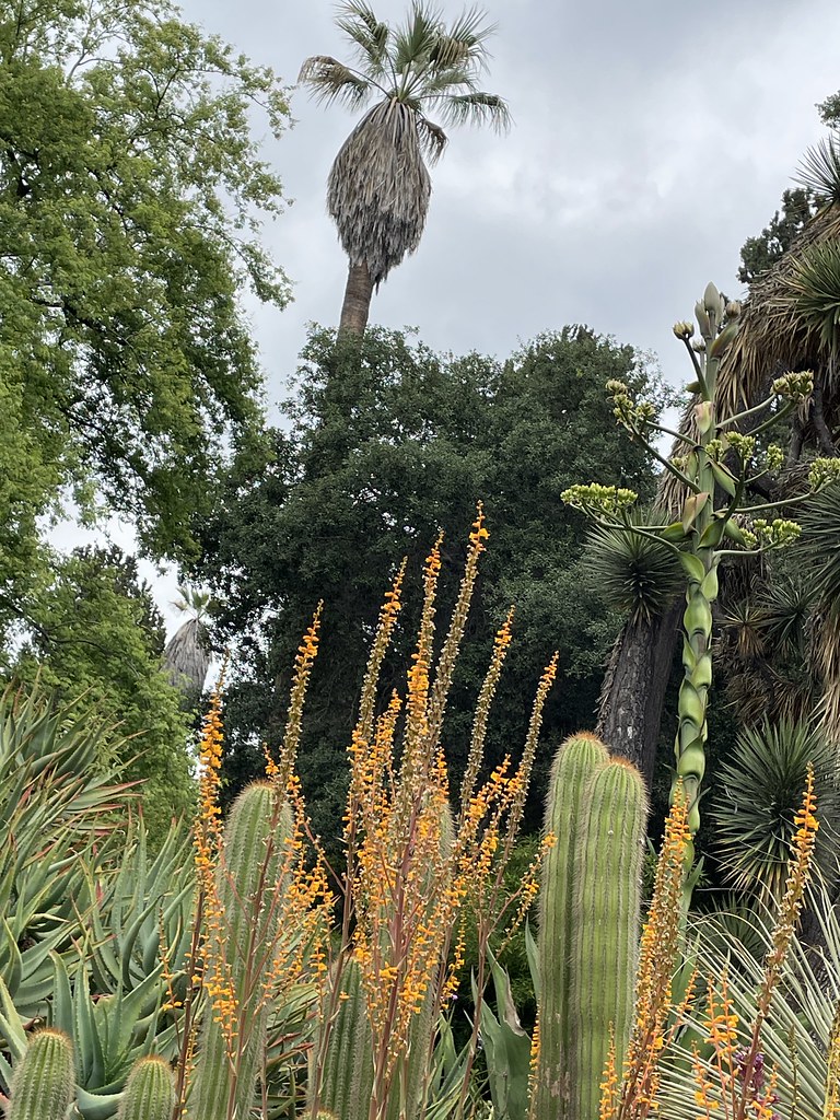 Huntington Garden The Garden was in brilliant form today, … Flickr