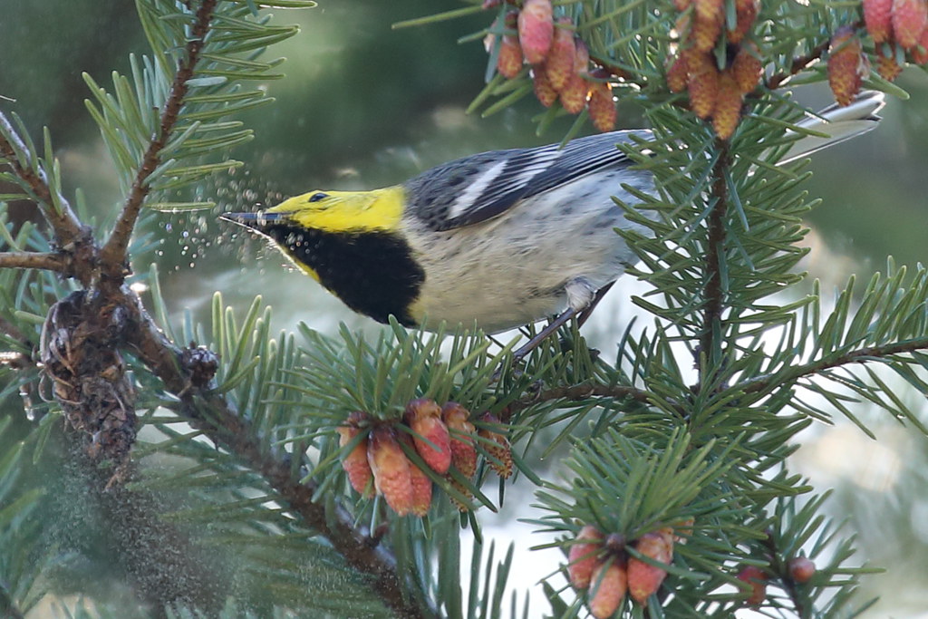 Hermit Warbler, Clatsop Co., OR_0862(1) Douglas Fir pollen… Flickr