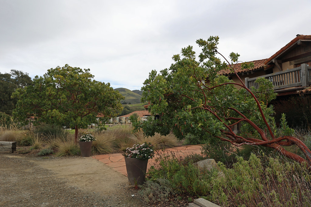 GV2A2596 Sanford Winery, Santa Rita Hills, Lompoc, Califor… Flickr