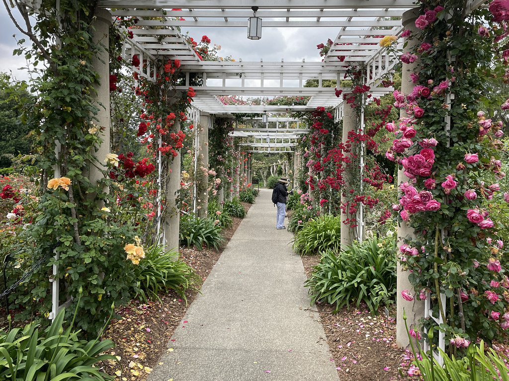 Huntington Garden The Garden was in brilliant form today, … Flickr