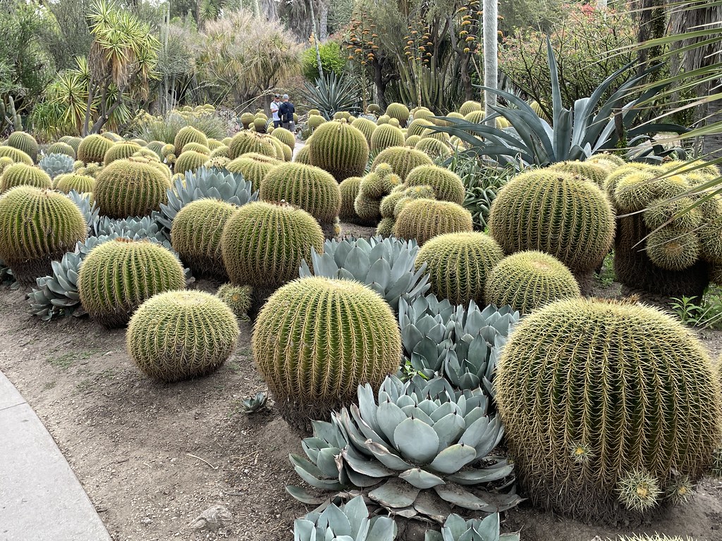 Huntington Garden The Garden was in brilliant form today, … Flickr