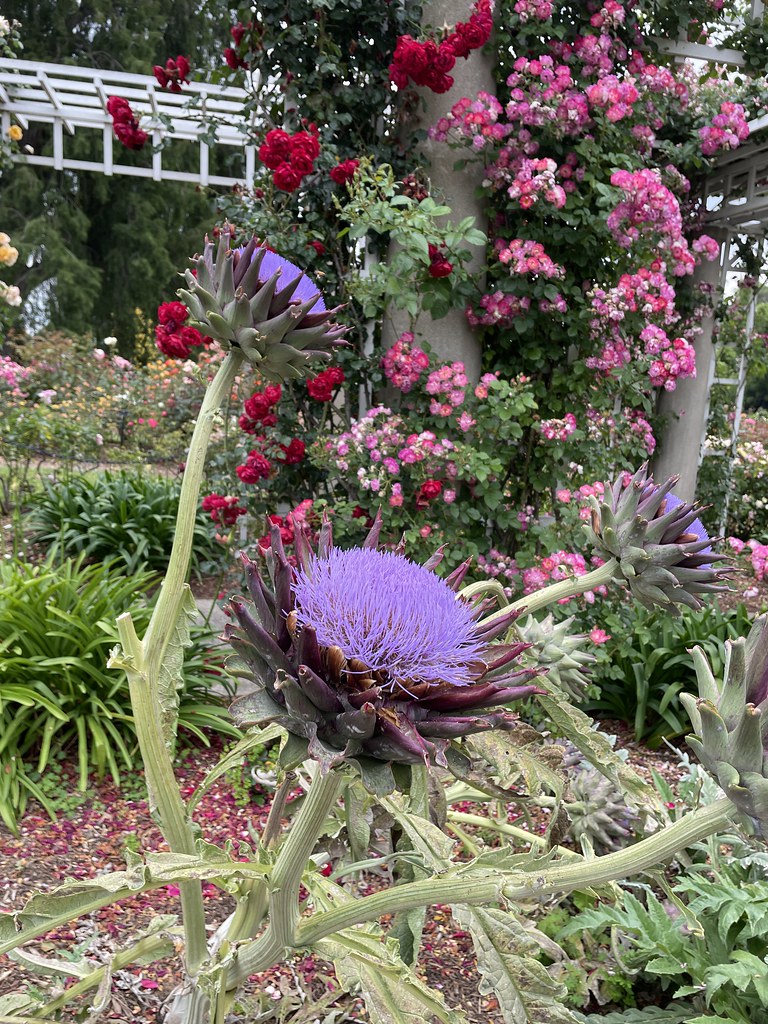 Huntington Garden The Garden was in brilliant form today, … Flickr