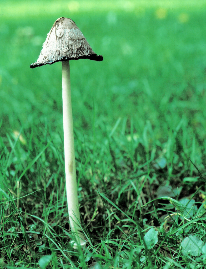 Coprinus comatus Dr. HansGünter Wagner Flickr