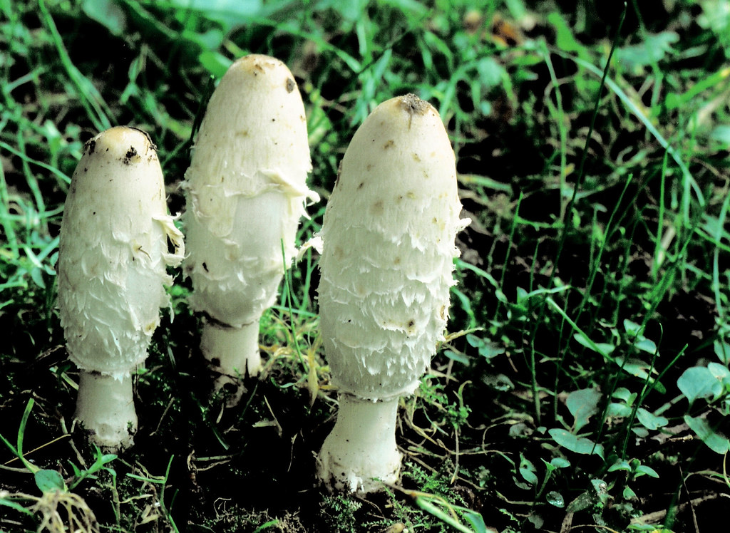 Coprinus comatus Dr. HansGünter Wagner Flickr