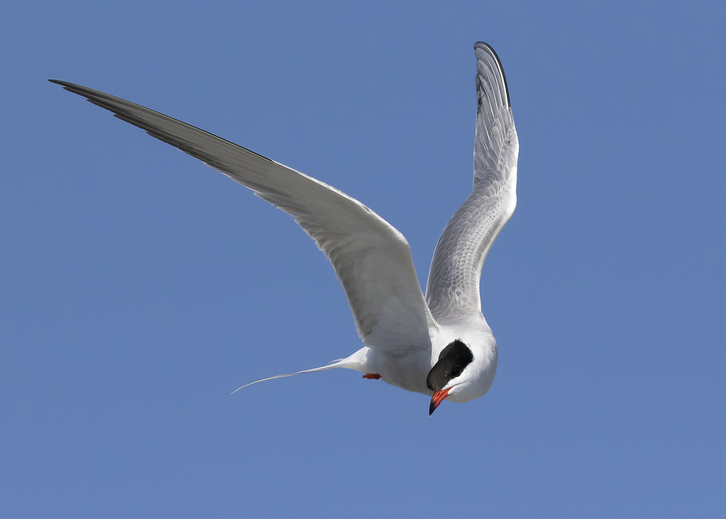A Quick Tern Common Tern Scott Flickr