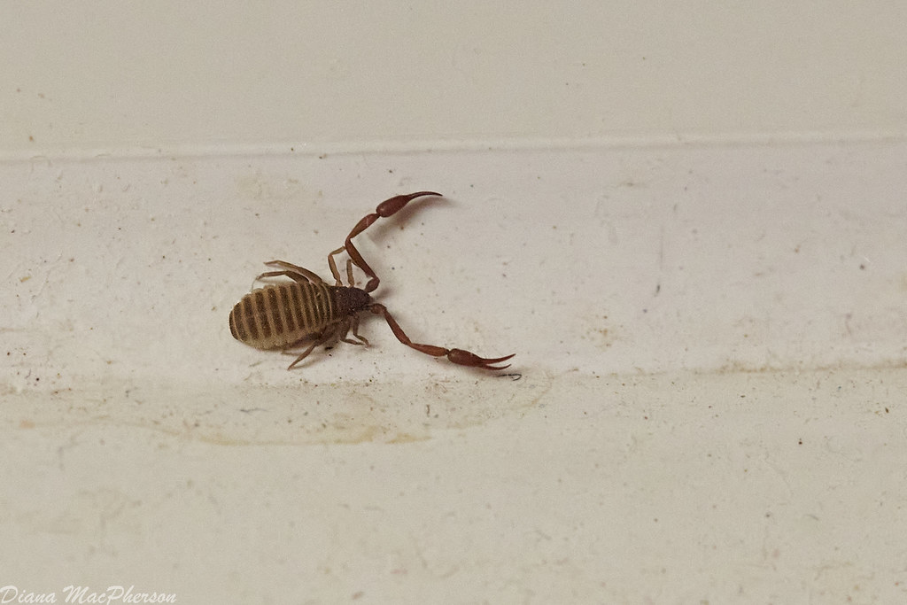 Pseudoscorpion On Window Ledge Diana MacPherson Flickr