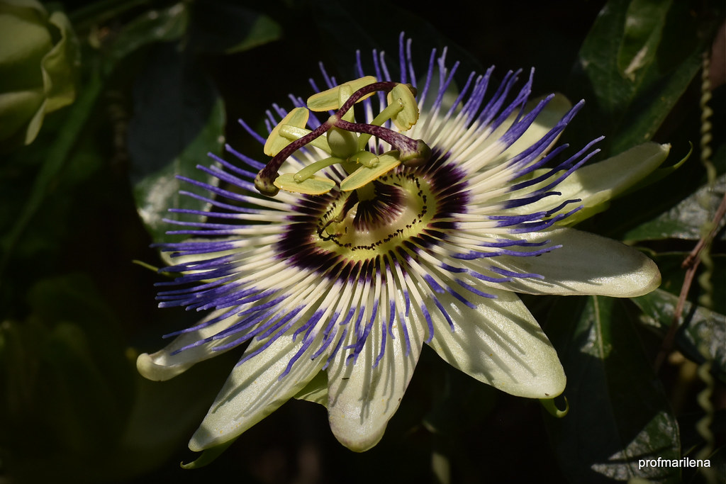 DSC_6827 passion flower , a real invasion ! profmarilena Flickr