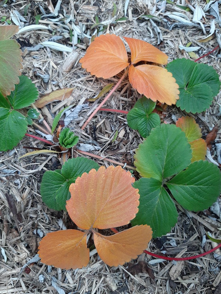 28/100 Frostaffected strawberry leaves chowchilla Flickr