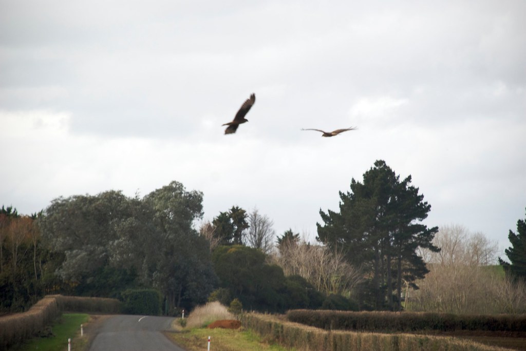 Morley Road 4 Morley Road, Waiuku Charlie van de Graaf Flickr