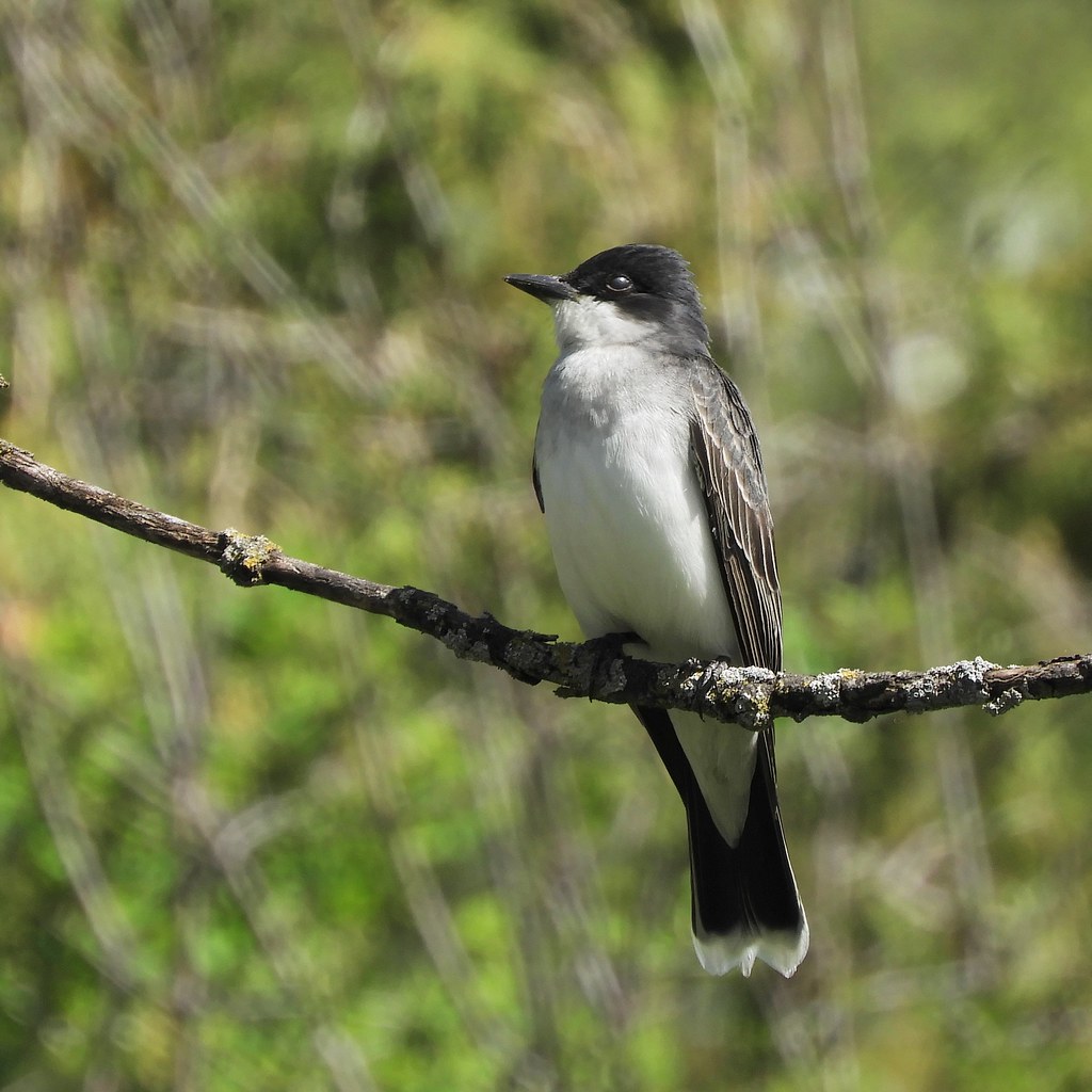 Eastern Kingbird Guelph, Ontario, Canada Jan Mersey Flickr