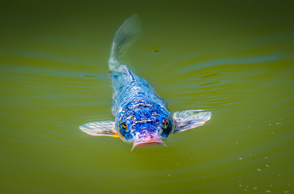 Koi fish in the Italian Garden Pond on Biltmore Estate A… Flickr