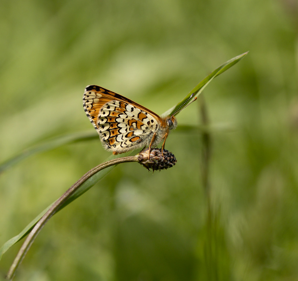 Dance Classes Granville Dance Classes Inspire School 💃