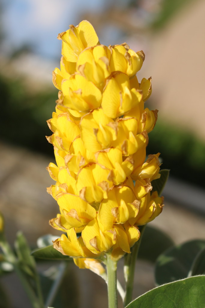 Cistisus Ballandieri Known as the pineapple broom. Origin … Flickr