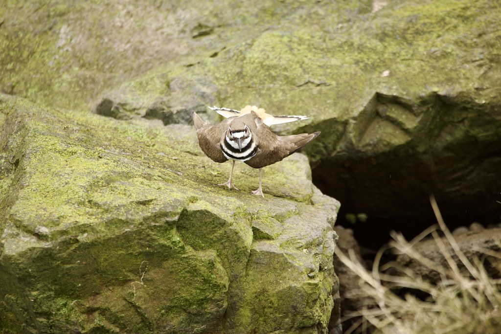 Mating Season Killdeer doing a mating dance to entice the … Flickr