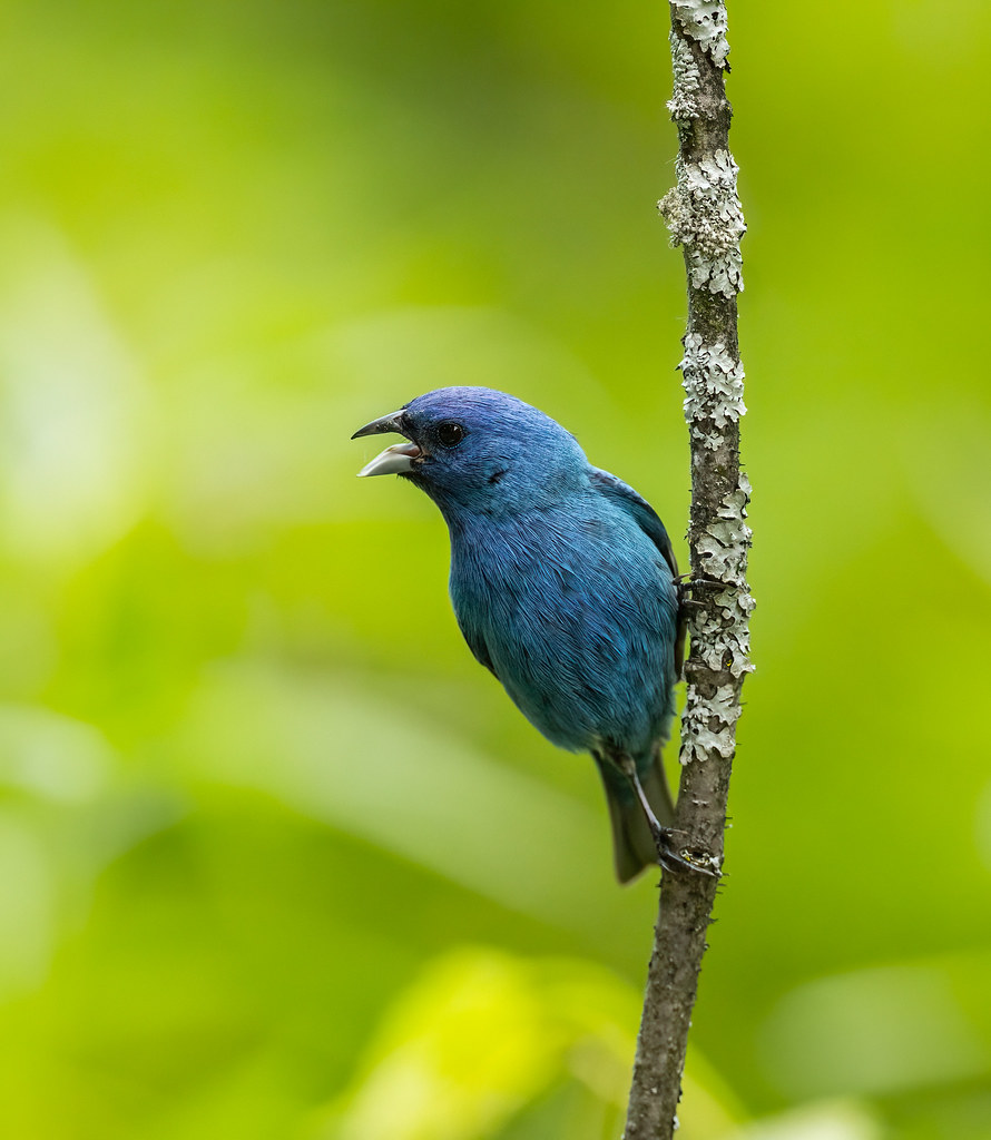 Indigo Bunting _L6A0245 Ontario breeding ground, Canada Flickr
