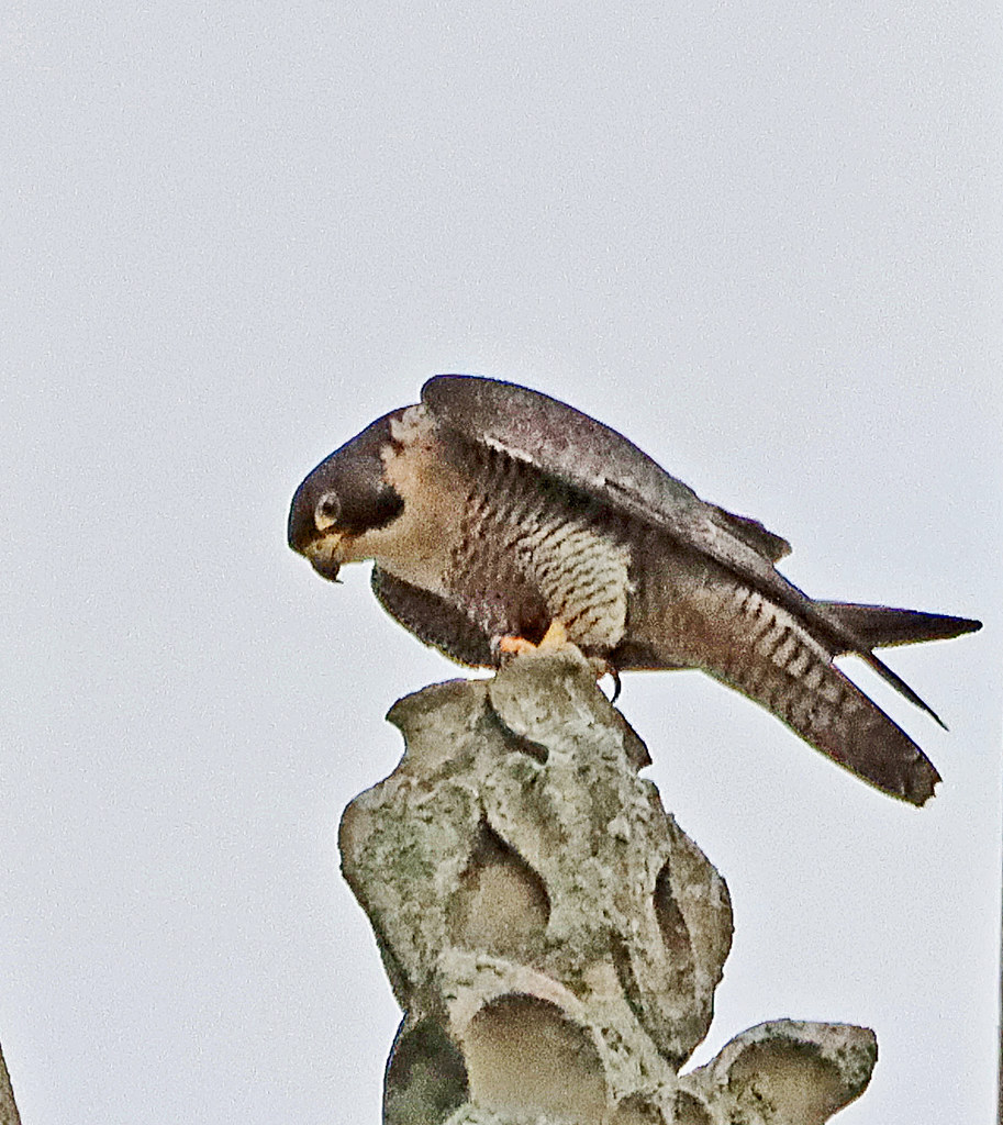 Peregrine falcon at Chichester Cathedral Peregrine falcons… Flickr