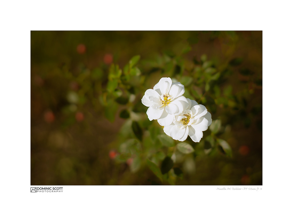 Vintage Lens Photography We may only be in the first month… Flickr