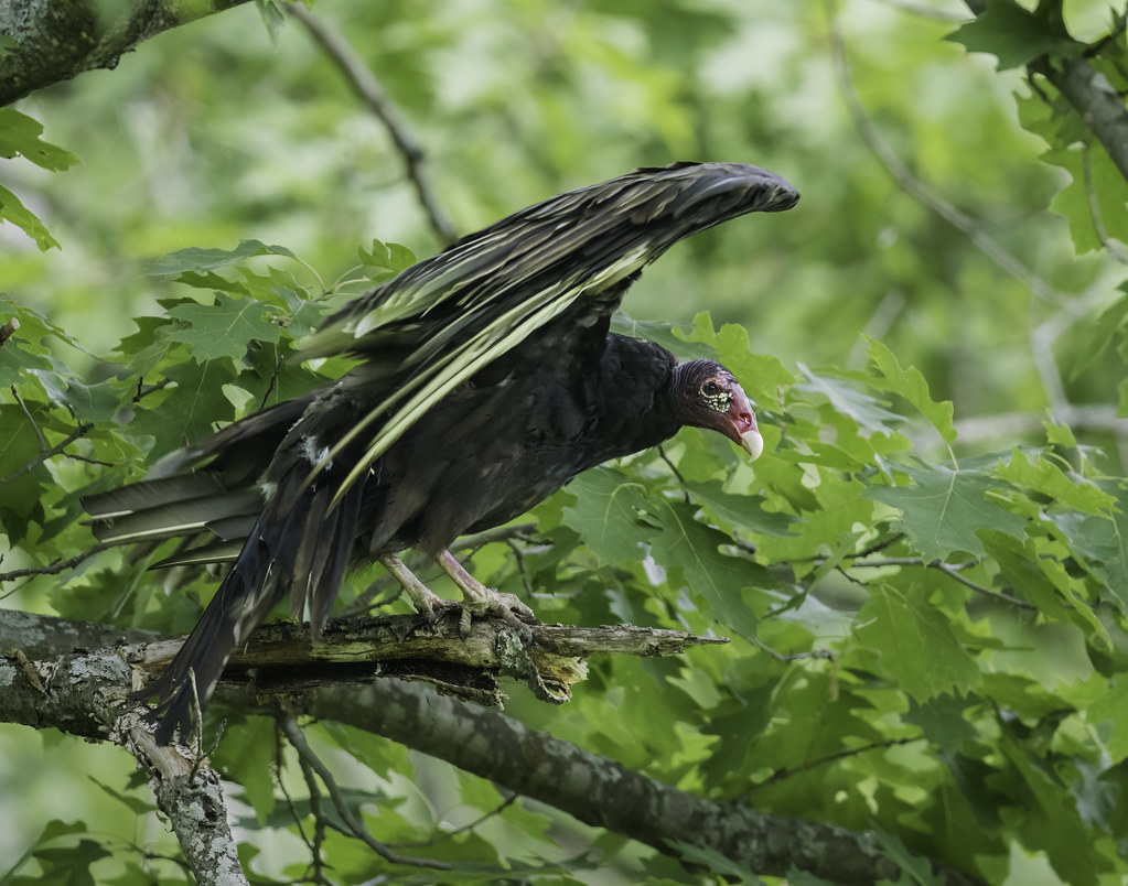 Turkey Vulture Large raptor. Appears dark from a distance.… Flickr