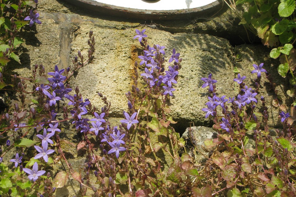 Flowers by the Rochdale Canal in Hebden Bridge Tim Whelan Flickr