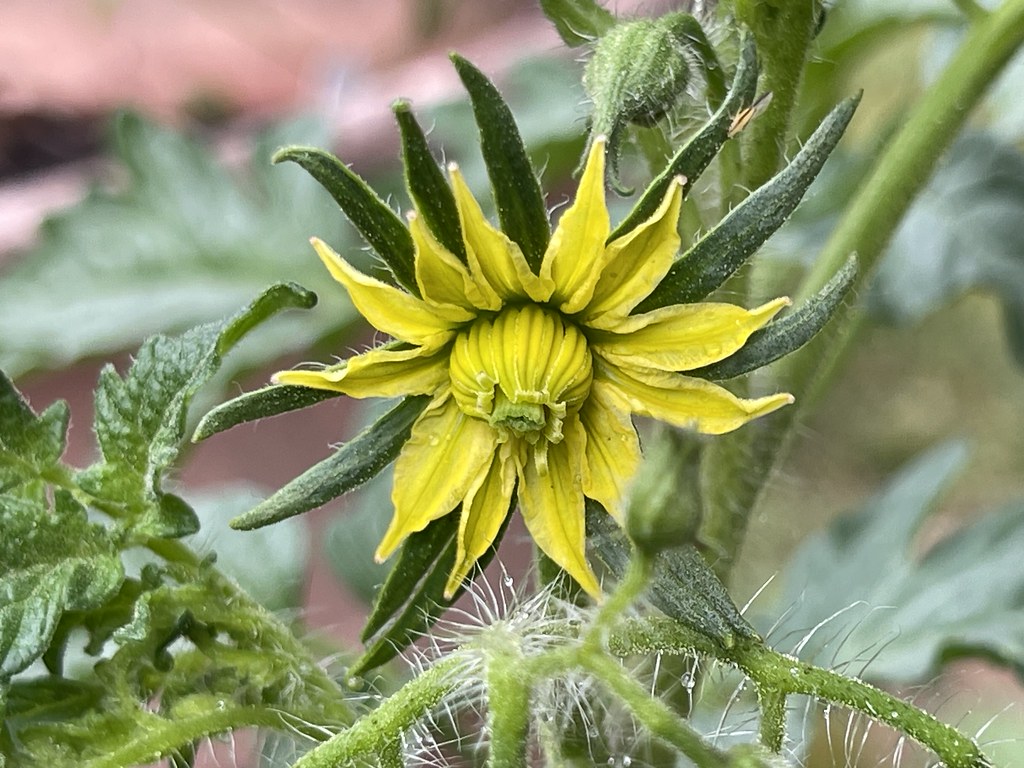 Tomato blossoms 222LOLA Flickr