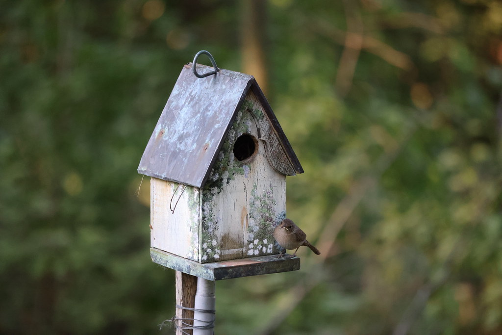 House Wren (Ypsilanti, Michigan) June 8th, 2023 When the… Flickr