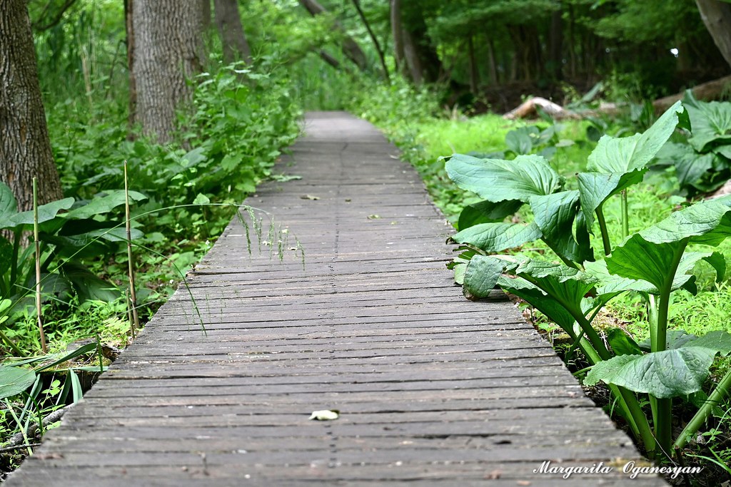 Celery Farm Nature Preserve Margarita Oganesyan Flickr