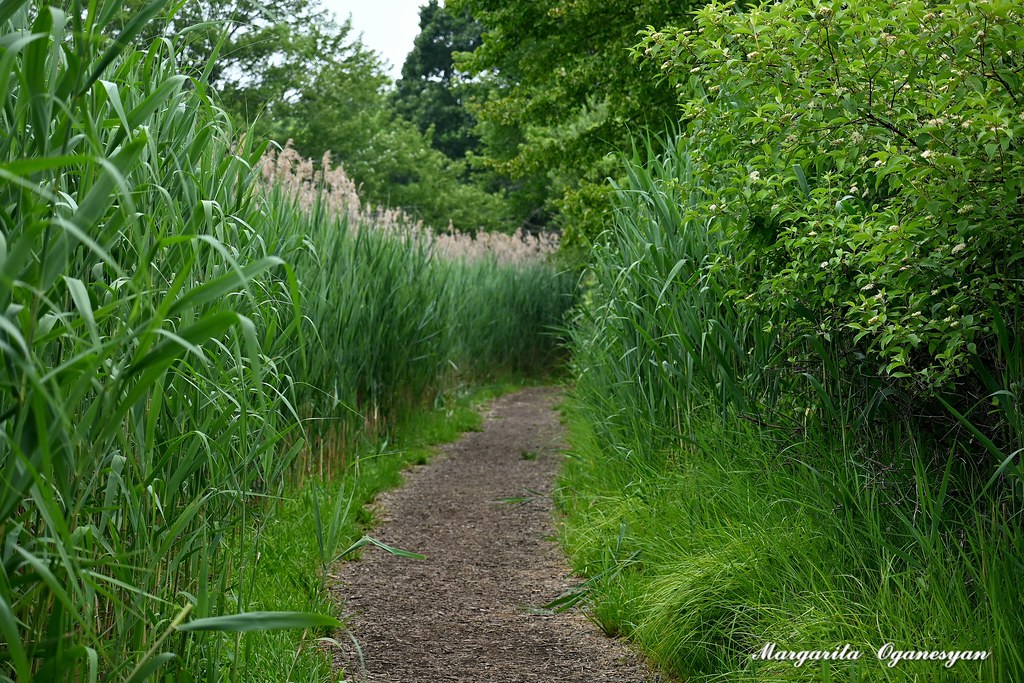 Celery Farm Nature Preserve Margarita Oganesyan Flickr
