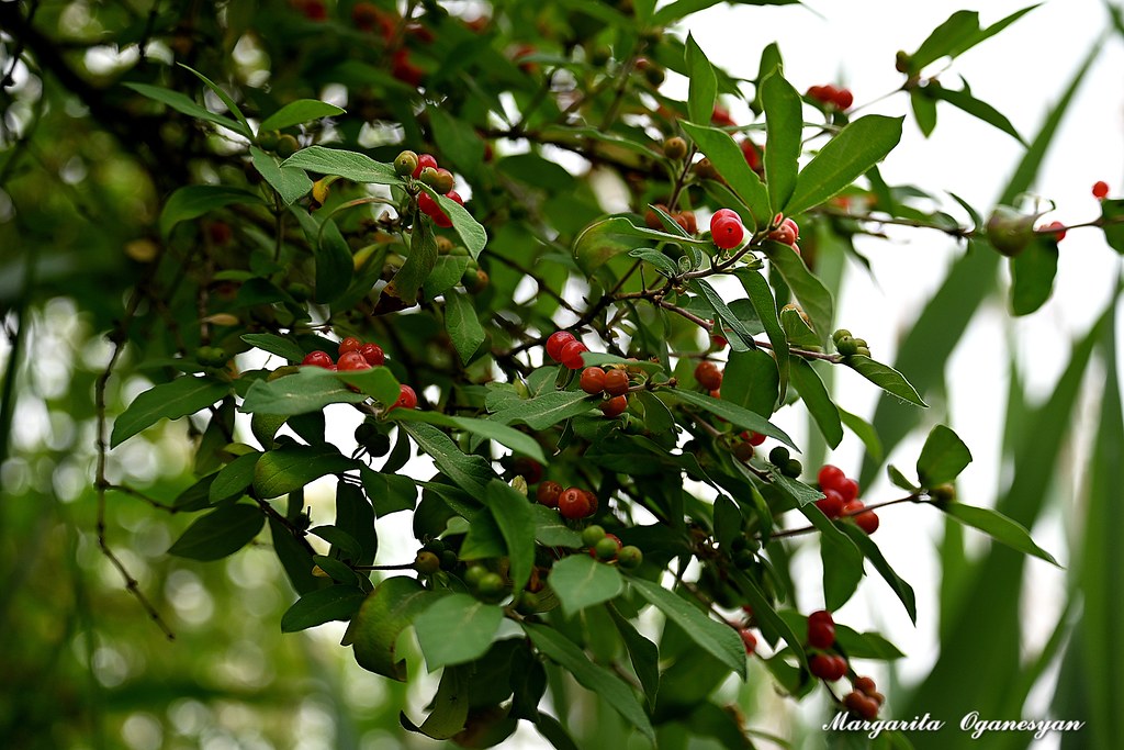 Celery Farm Nature Preserve Margarita Oganesyan Flickr