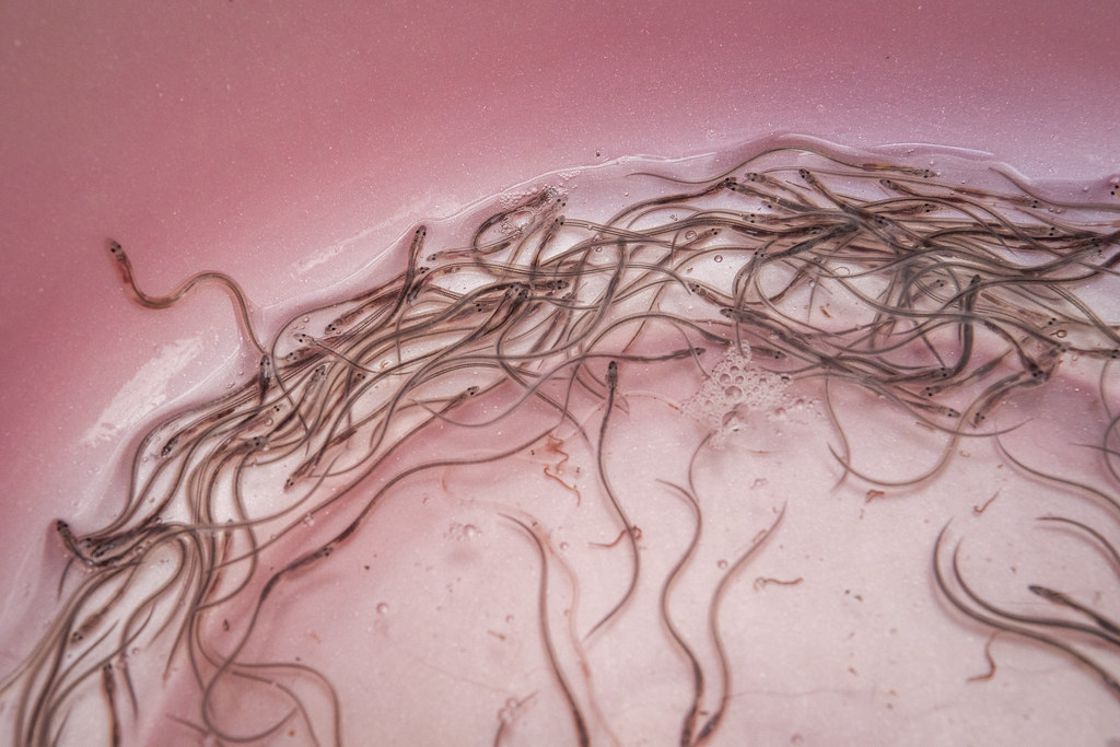 Glass eels of Anguilla bicolor in BBI Tonjong, IFish proje… Flickr