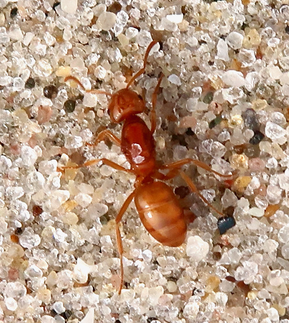 Citronella Ant, Lasius interjectus, Breezy Pt., Rockaway, … Flickr