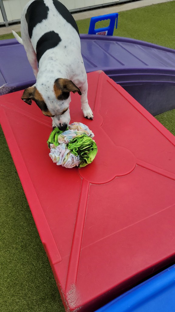 20230612_132459 Holiday House Pet Resort and Training Center Flickr