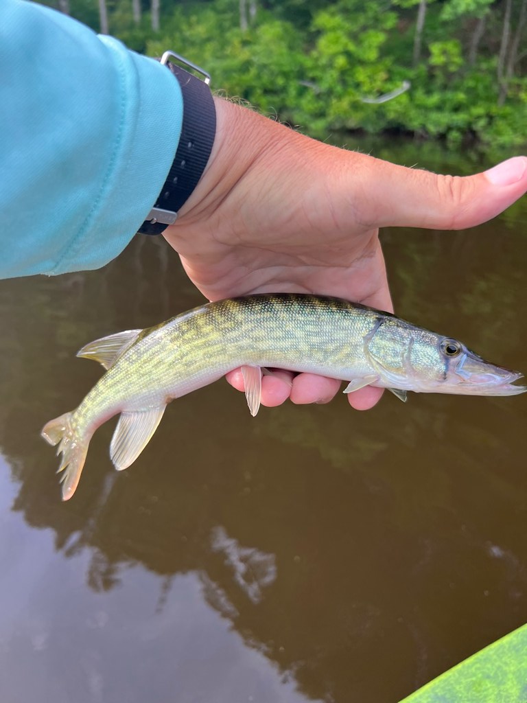 Chain Pickerel Photo by Eric Packard Maryland Fisheries Service DNR