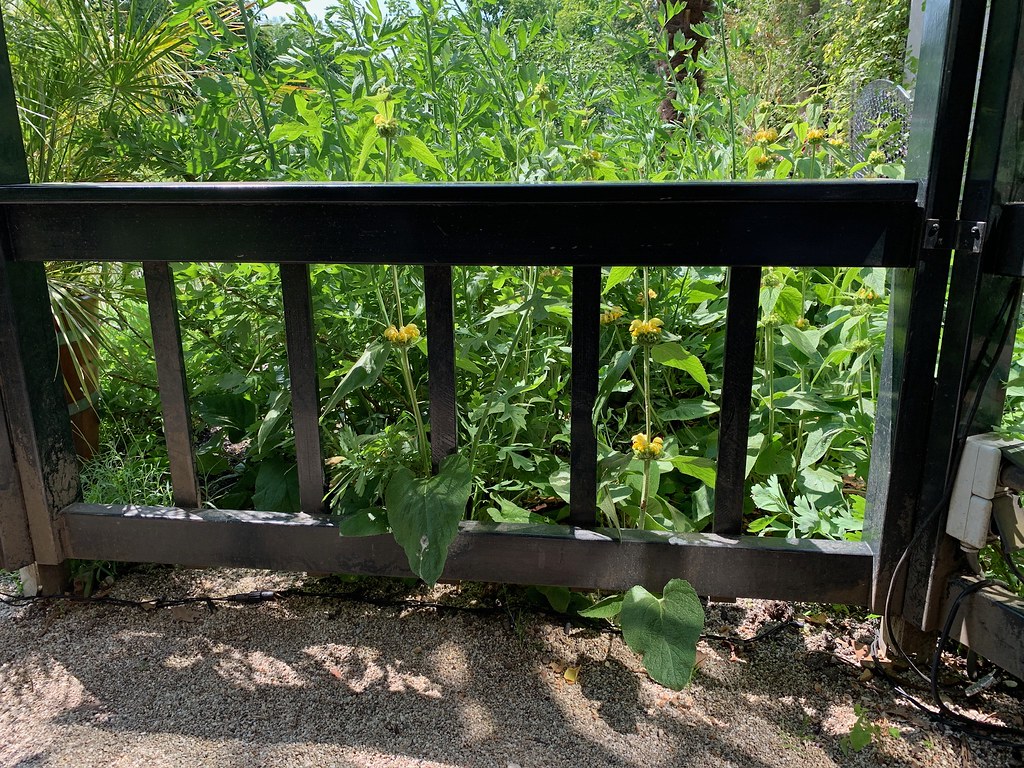Table leaf in Hortus botanical gardens Metal Table leaf in… Flickr