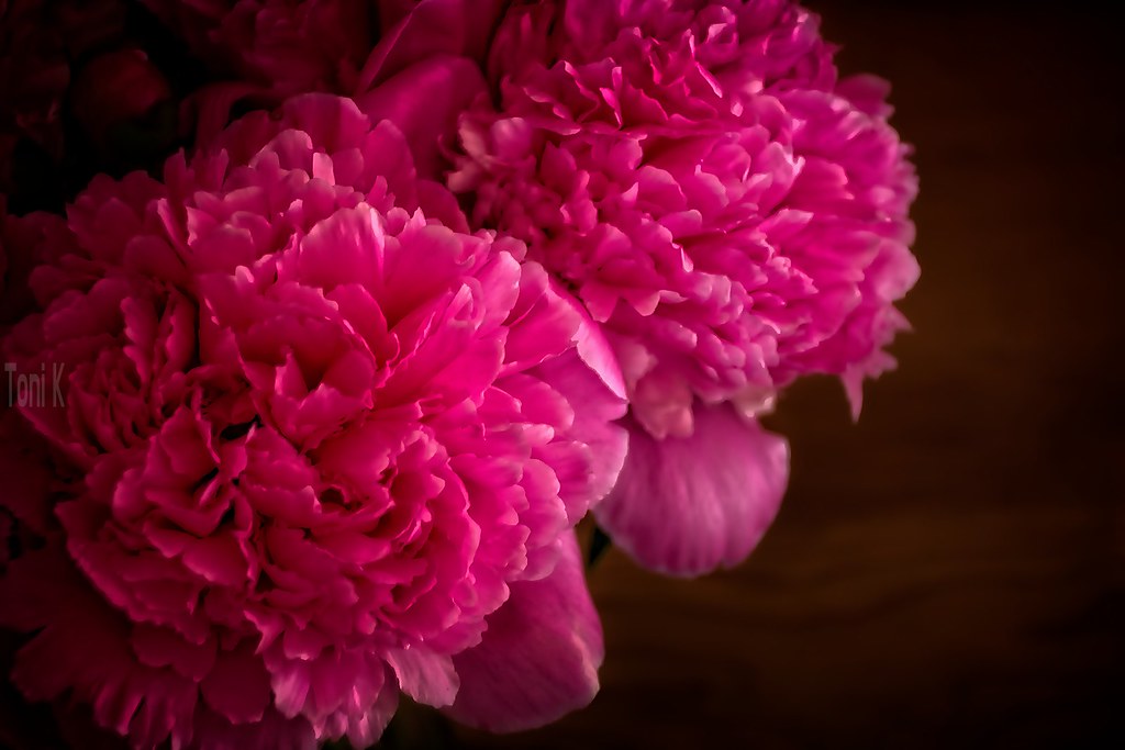 Plentiful Cut peonies in a vase. Indoor shot. Toni Kuo Flickr