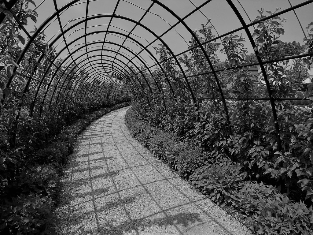 Walking another spiral.... New trellis garden walk in the … Flickr