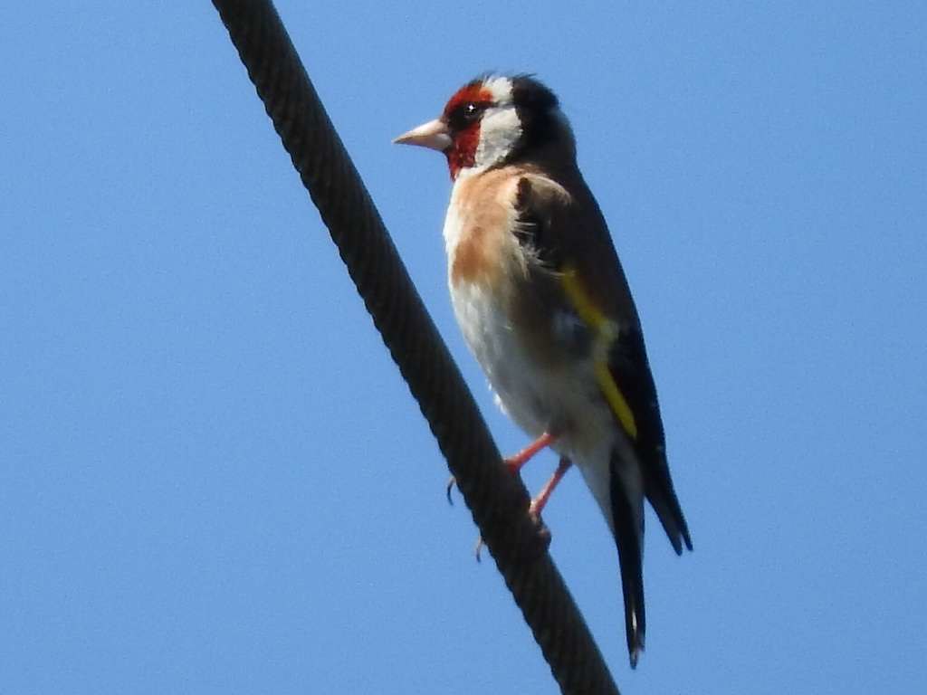 Stieglitz Stieglitz (Carduelis carduelis) (c) Marion Weina