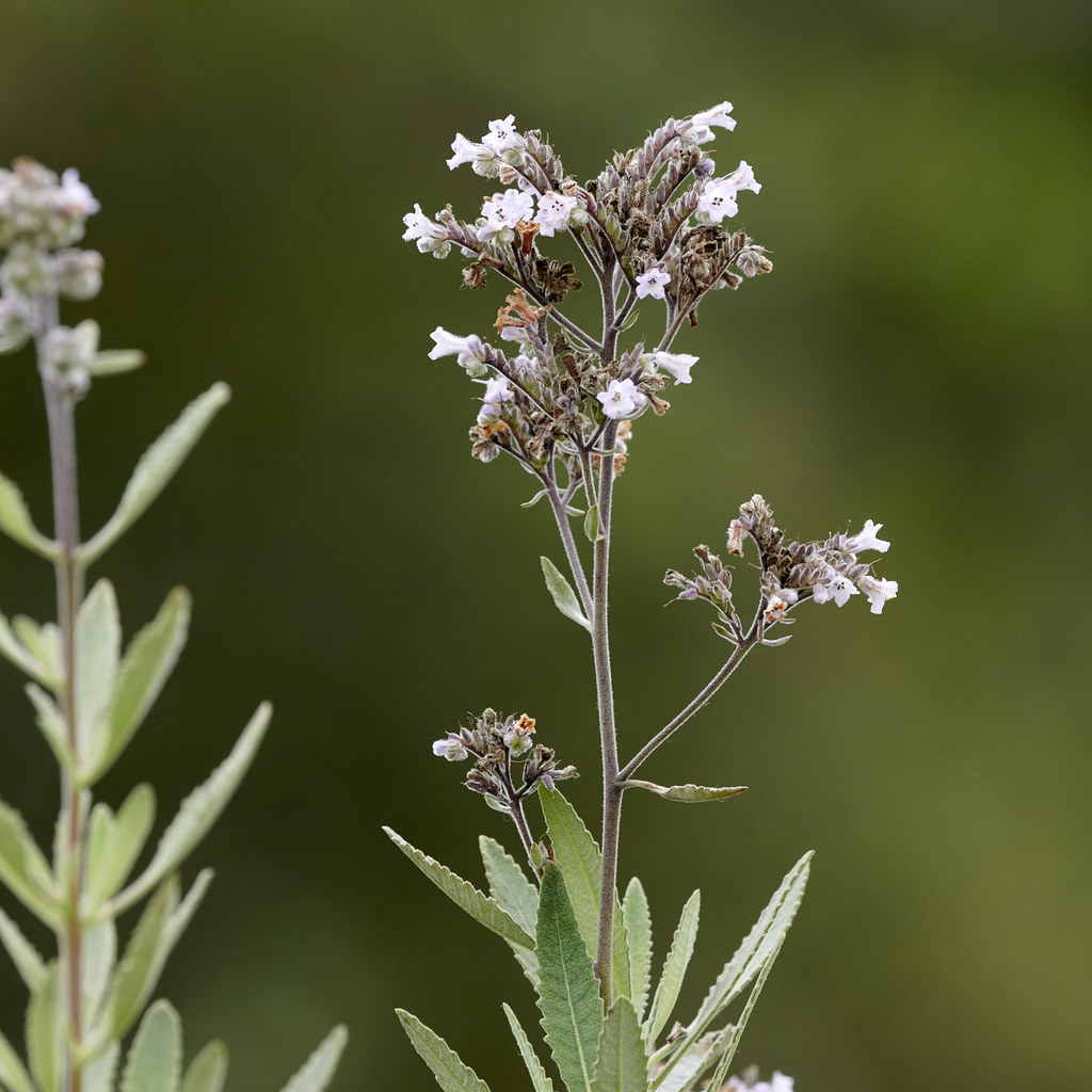 2023_06_14_Eaton_Plants_D850 8 Tom Mills Flickr