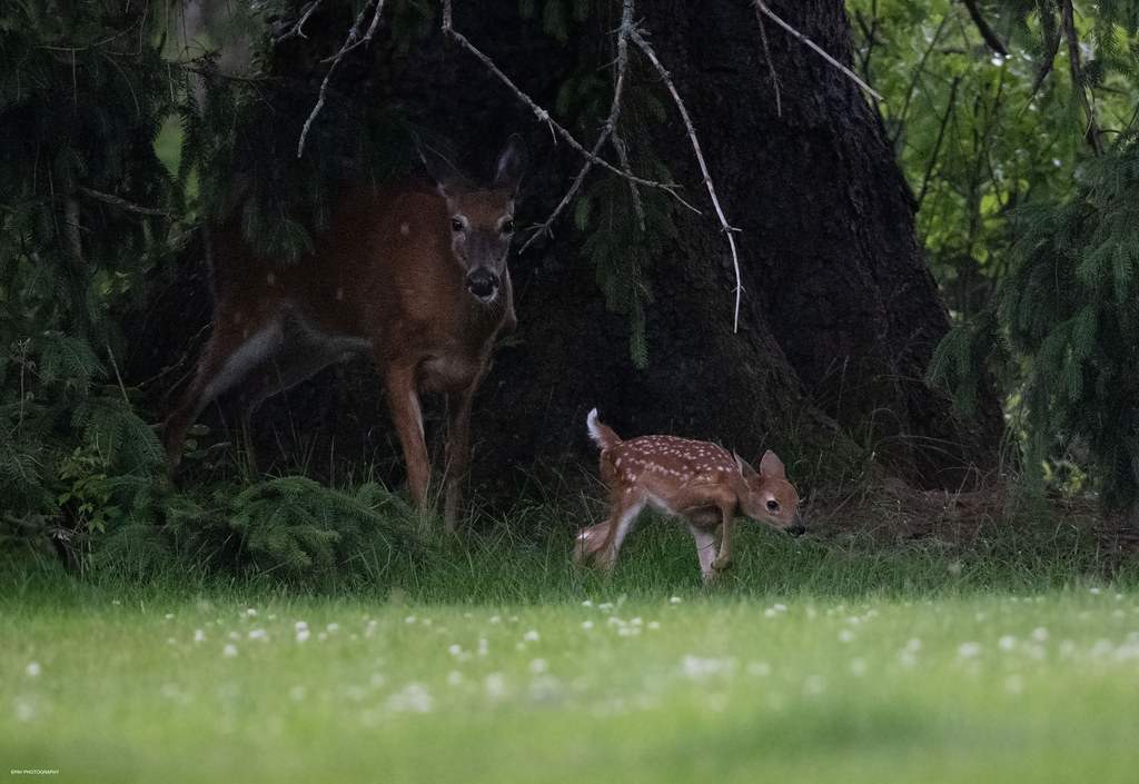 A shelter from the storm This mother white tailed deer too… Flickr
