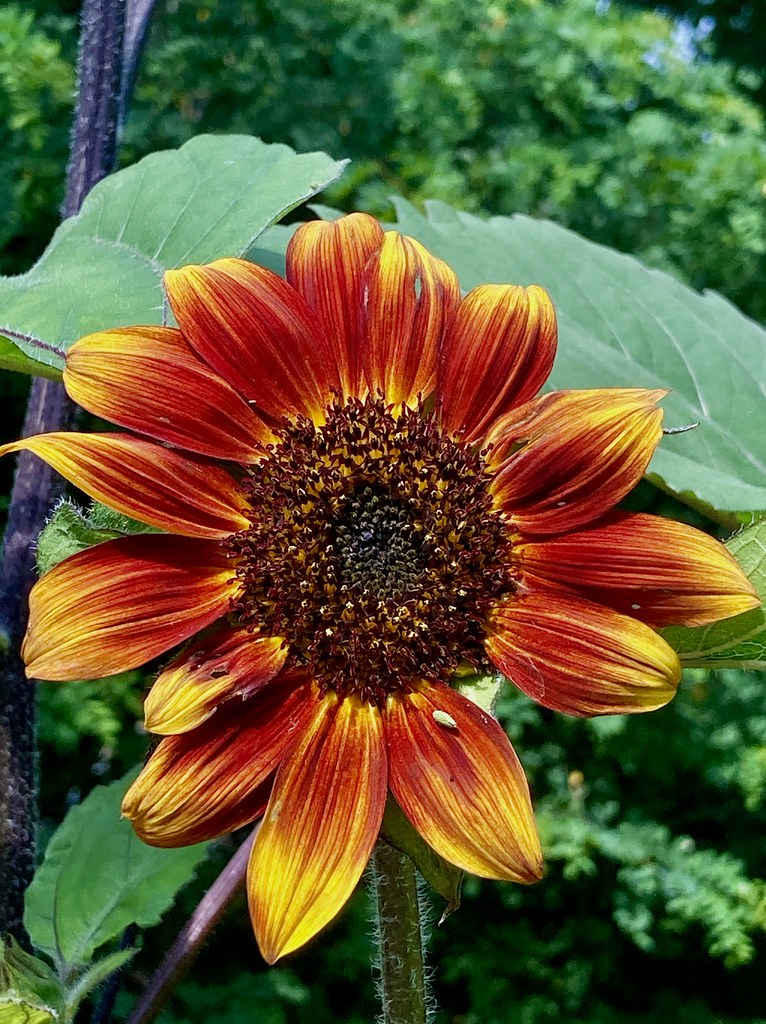 Sunflowers in bloom! Velvet queen and black beauty sunflow… Flickr