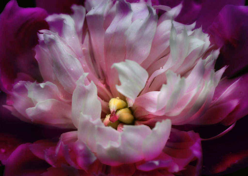 Peony They bloom and die so quickly perhaps one could say… Flickr
