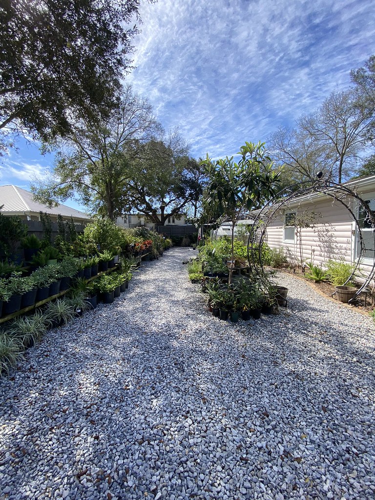 25+ Plant Nursery Wildwood Fl 2 Wildwood Gardens Plant Nursery, Shalimar FL Ginger Flickr