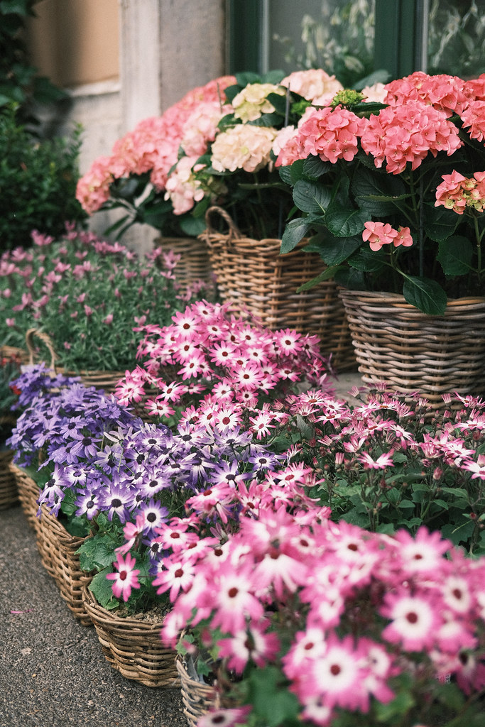 Flowers in Ljubljana Ljubljana, Slovenia April 2023 Fujifi… Flickr