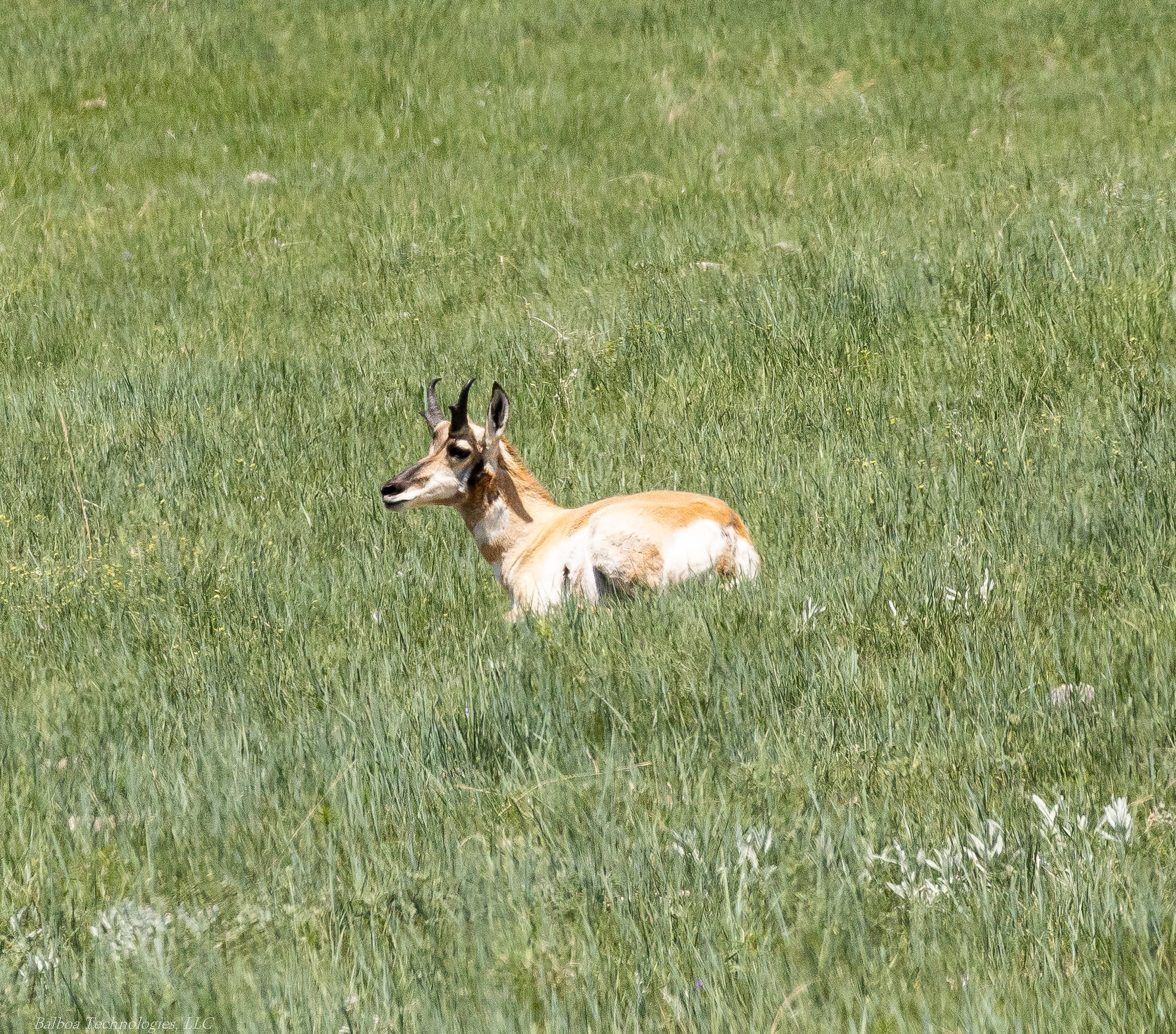 Custer State Park Animals North Carolina Hunting and Fishing Forums