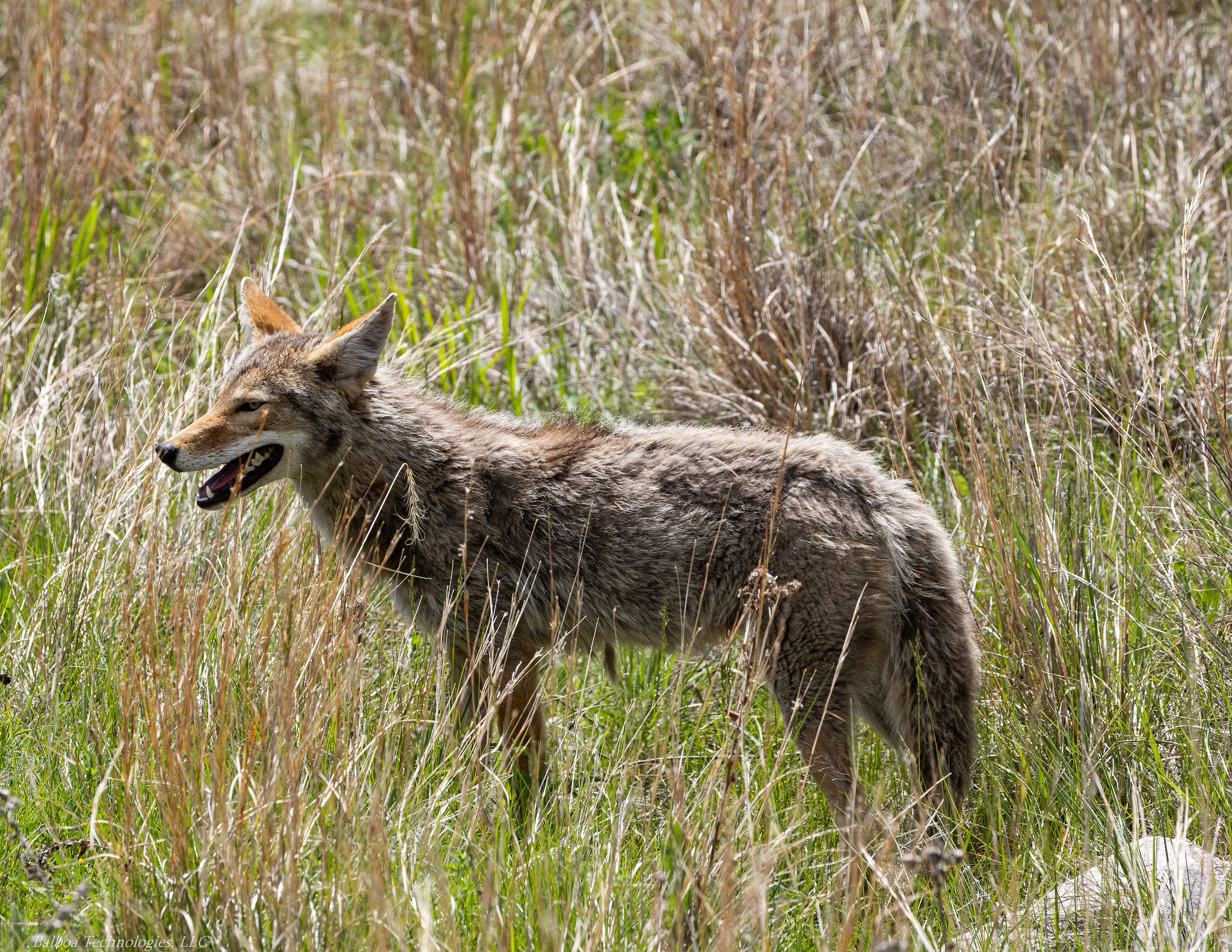 Custer State Park Animals North Carolina Hunting and Fishing Forums