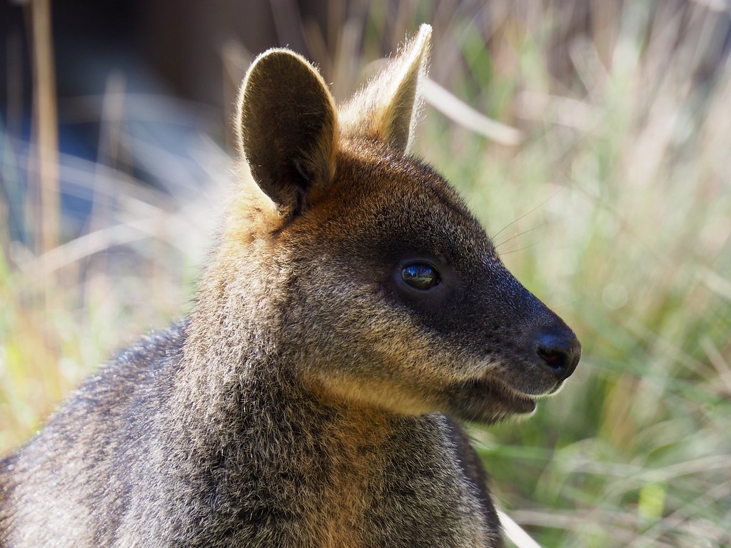 Australian wallaby Liane Willoughby Flickr
