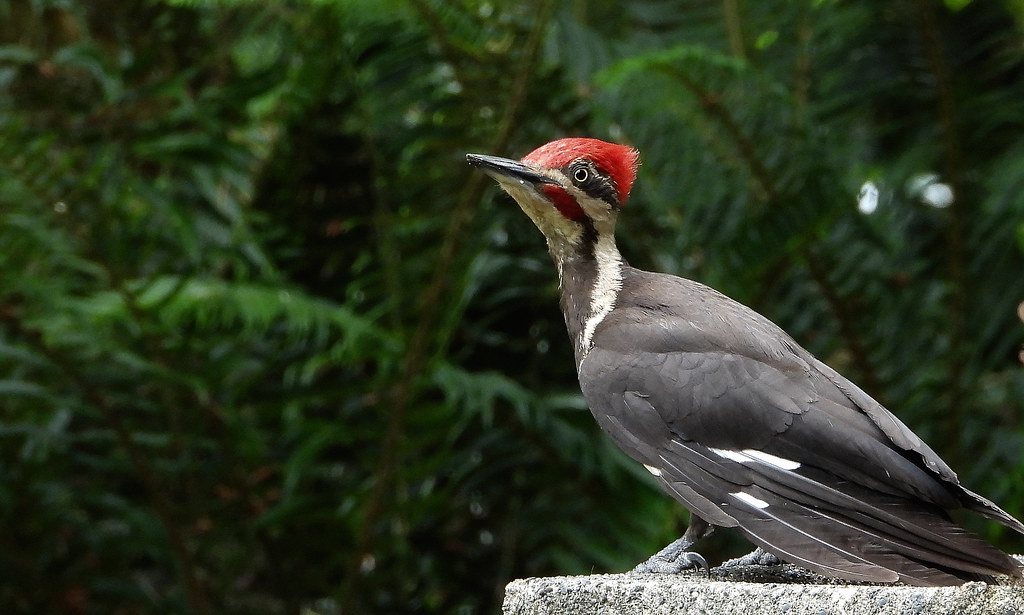 Pileated 7526 Lance Youngquist Flickr