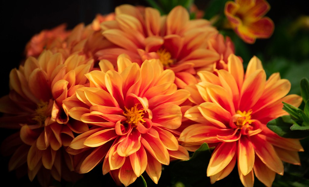 New flowers in my garden Andy Merrick Flickr