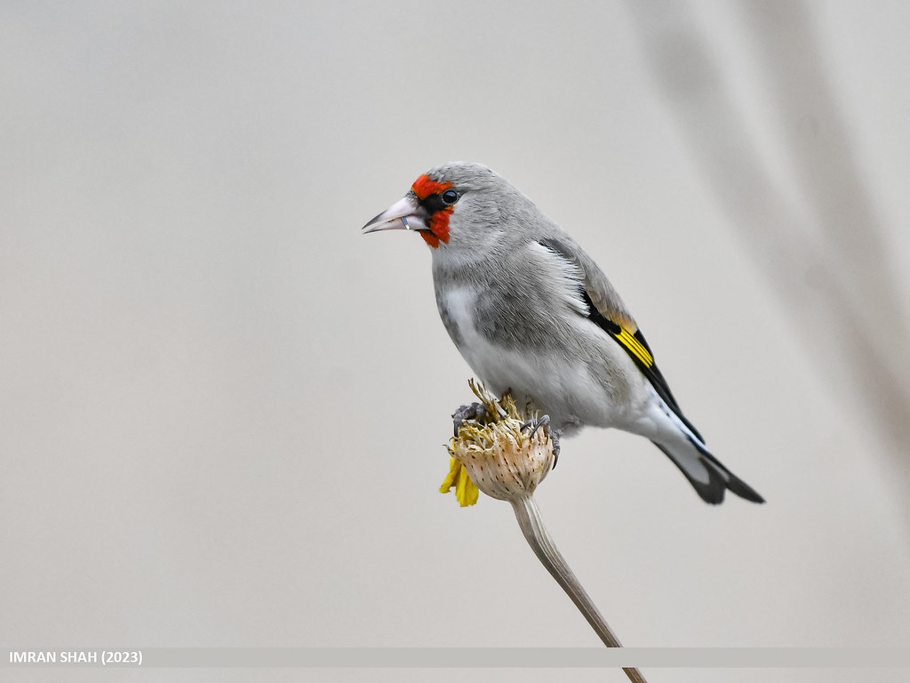 European Goldfinch (Carduelis carduelis) European Goldfinc… Flickr